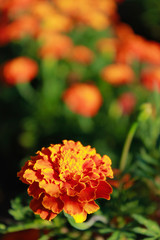 Beautiful marigold flowers blooming in the garden