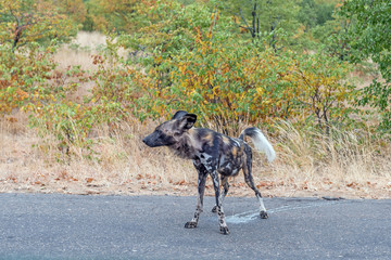 Wild dog, Lycaon Pictus, also called painted dog, peeing Bilder und Videos suchen: harn