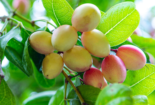 Karonda fruit at Phatthalung Thailand.