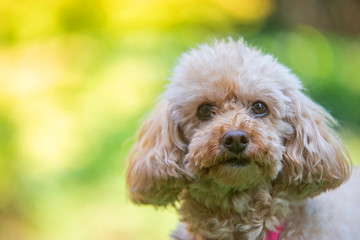 Close-up portrait of apricot poodle