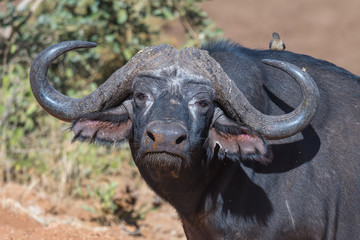 Cape buffalo, Syncerus caffer, looking at the camera