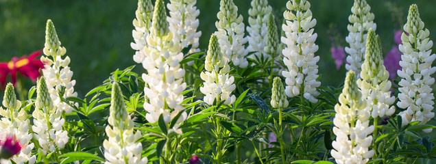 A lot of white lupines field. Rustic garden on the background of a wooden house