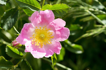 Wild rose on a bush, close up