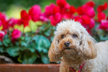 Close-up portrait of apricot poodle