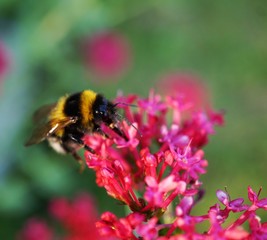 Bee on red flower