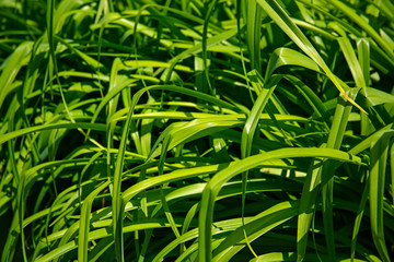 decorative grass background or texture