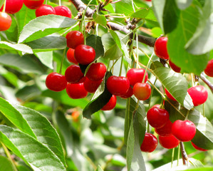bountiful harvest of ripe wild cherry on the background of green leaves                