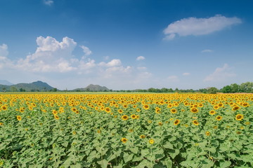 Fototapeta na wymiar Beautiful Sunflower blossom in the field with blue sky background, Ban Hua Dong, Lopburi, Thailand.