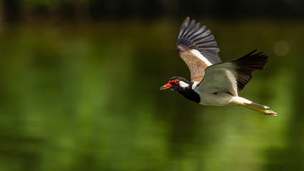 Red-Wattled Lapwing in flight above water surface