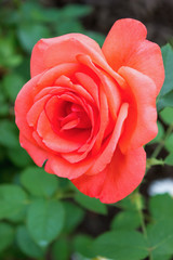 Pink rose flower in a garden, close up