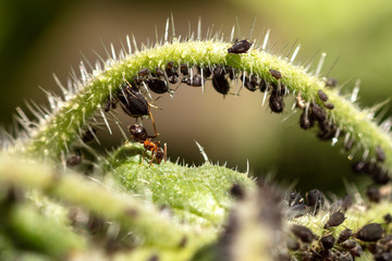 Viele Blattläuse auf einer Pflanze, Ameise daneben, Symbiose von Insekten - obrazy, fototapety, plakaty