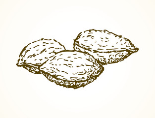 Kernels from apricot. Vector drawing