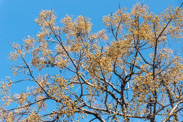 Tree Branch with Colorful Leaves and blue sky 