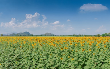 Beautiful Sunflower blossom in the field with blue sky background, Ban Hua Dong, Lopburi, Thailand.