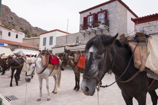 Donkey taxis in greek island Idra (Hydra)