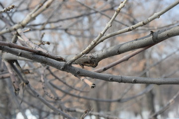 grey branches in winter time are waiting for a spring