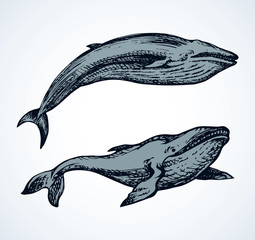 Fototapeta premium Whale. Vector drawing