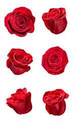 Naklejka premium flower rose petal blosspm background