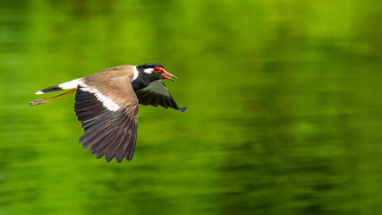 Red-Wattled Lapwing in flight above water surface
