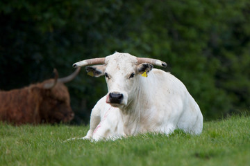 Fototapeta premium A White Park cow, a rare breed of cattle, near Mevagissey, Cornwall, England, UK.