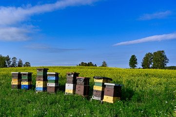 beehives standing in a field with yellow flowers