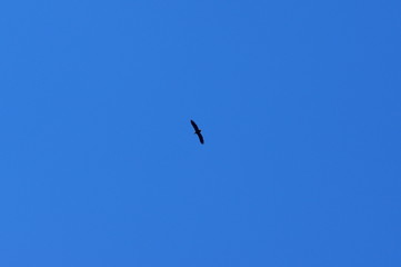 Bird is flying on the blue sky