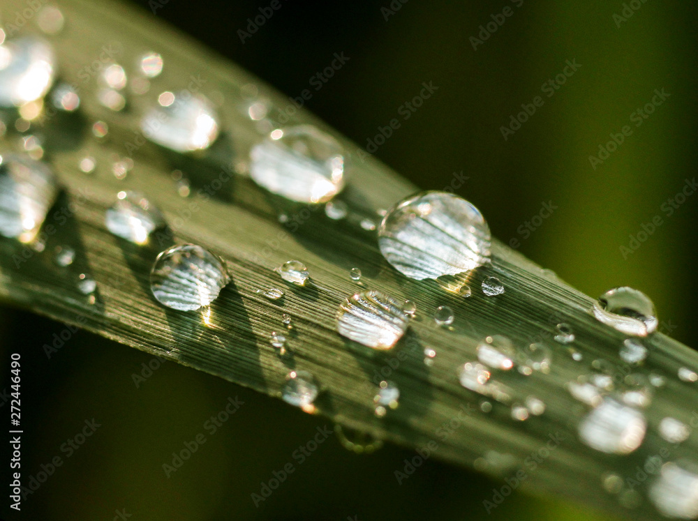 Wall mural raindrops on green leaves sparkle in the sun