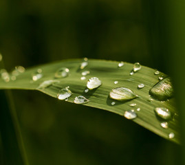 raindrops on green leaves sparkle in the sun