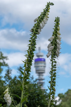 The iconic BT Tower owned by the BT Group, seen from Park Square and Park Cresent gardens Photographed during the London Open Garden Squares weekend.