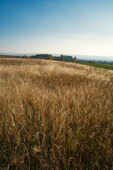 Trockene Wiese im Sommer wolkenloser Himmel
