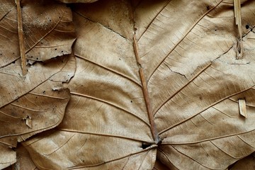 Many dried leaves background texture