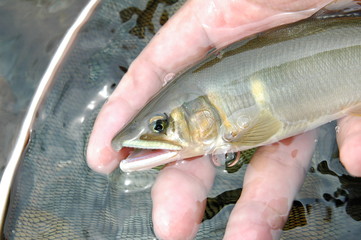 鮎　釣り