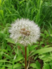 dandelion on green background of grass