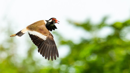 Red-Wattled Lapwing in flight with blur green tree  background