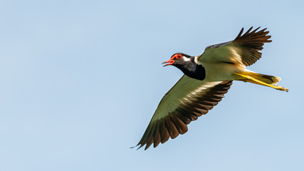 Red-Wattled Lapwing in flight with blue sky  background