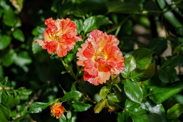 Brilliant Red and Yellow Roses in a Garden