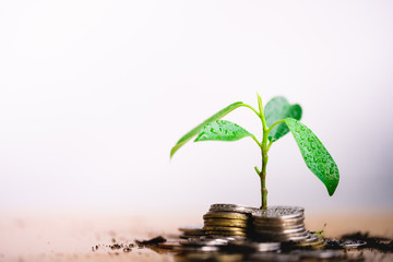 Obraz na płótnie Canvas Young plant grow and coins stack, Pension fund, 401K, Passive income, Investment and retirement concept. savings and making money, Business investment growth concept. Risk management.