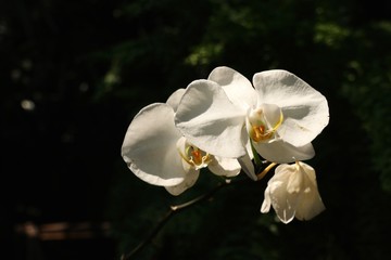 Fototapeta na wymiar Beautiful orchid flower in tropical