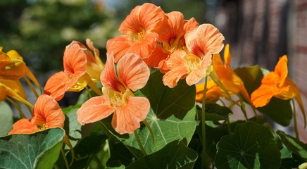 Tropaeolum Flower Nasturtium in Garden