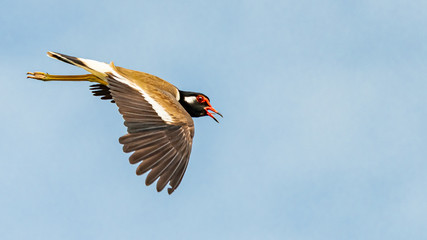 Red-Wattled Lapwing in flight with blue sky  background