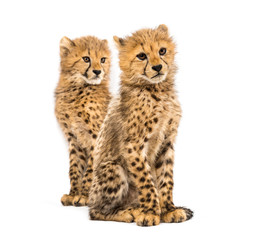 Obraz premium Couple of three months old cheetah cubs, isolated on white