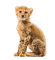 three months old cheetah cub sitting, isolated on white © Eric Isselée