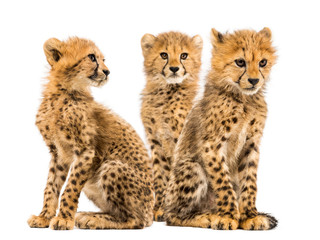 Group of a family of three months old cheetah cubs sitting