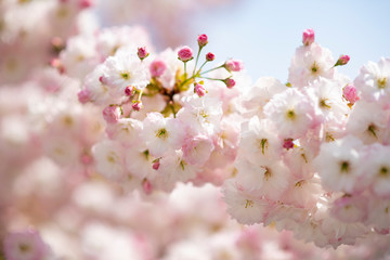 fiori di ciliegio in primavera