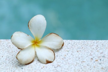 White frangipani flowers beside pool