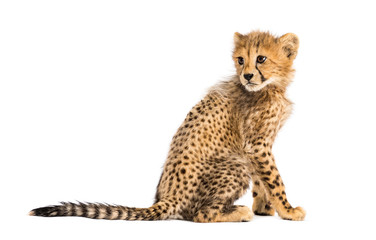 Back view of a three months old cheetah cub sitting, isolated