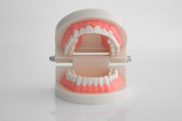 Artificial dental model