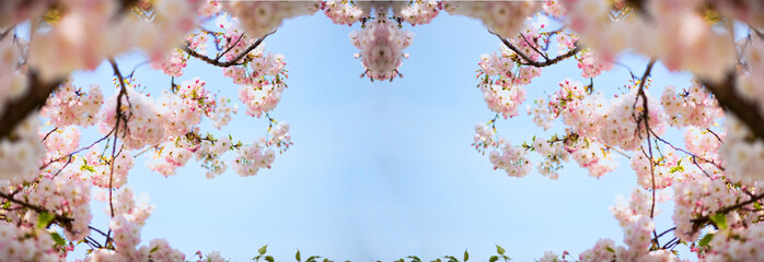 fiori di ciliegio in cornice speculare © garpinina