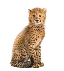 Fototapeta na wymiar three months old cheetah cub sitting, isolated on white