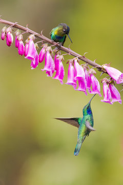 fiery-throated hummingbird (Panterpe insignis)  and Lesser Violetear (Colibri cyanotus)